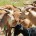 Alejandro Del Mazo Maza, Comisionado Nacional de Áreas Naturales Protegidas puso en marcha el programa de extracción de cabras en Isla Espíritu Santo, ante la amenaza que representan para las especies […]