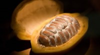 Con el objetivo de aprovechar los residuos del mango y contribuir en contrarrestar la contaminación por los desechos de este fruto, investigadores del Laboratorio de Poscosecha de Productos Vegetales de […]
