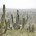 El Santuario de los Cactus se ubica en el ejido El Rosario, a media hora de La Paz, Baja  California Sur. Es un Area Natural Protegida (ANP) que cuenta con […]