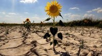 En México, el 80 por ciento de las tierras destinadas a la agricultura sufre degradación debido al sobrepastoreo, el uso excesivo de pesticidas y el mal manejo del agua, afirmó […]