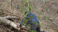 La Procuraduría Federal de Protección al Ambiente (PROFEPA)  presentó una denuncia penal ante la Procuraduría General de la República (PGR) en el estado de Chiapas, contra quien resulte responsable, por […]