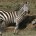Cebra de grévy Equus grevry Orden: Perissodactyla Familia: Equidae La Cebra de Grevy es la mayor de las tres especies de cebras, con un peso corporal de hasta 450 kg. […]