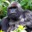 Gorila de Montaña Gorilla beringei beringei Orden: Primates Familia: Hominidae El gorila de montaña tiene el pelo más largo que el resto de los gorilas, lo que le permite vivir […]