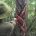 Se dio el banderazo de inicio de la temporada de aprovechamiento del látex que se extrae del árbol chicozapote (Manilkara zapote), uno de los más abundantes en el estado de […]