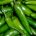 La producción de chile verde “Hecho en México” aumentó 42.4 por ciento entre 2013 y 2016, derivado de una mayor tecnificación y productividad del campo, estrategias impulsadas por el Gobierno […]