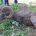 La Procuraduría Federal de Protección al Ambiente (PROFEPA) rescató con vida un ejemplar de Borrego Cimarrón (Ovis canadensis) macho adulto, que deambulaba en calles de la Colonia Chametla de la […]