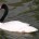 Cisne de cuello negro Cygnus melanocorypha Orden: Anseriformes Familia: Anatidae El cisne de cuello negro es una especie propia de Sudamérica, inconfundible por su cabeza y cuello negros y su […]