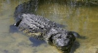 Durante el Taller “Cocodrilos mexicanos: monitoreo del cocodrilo de pantano 2012-2013 y situación del cocodrilo de río”, organizado por la Comisión Nacional para el Conocimiento y Uso de la Biodiversidad […]