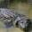 Durante el Taller “Cocodrilos mexicanos: monitoreo del cocodrilo de pantano 2012-2013 y situación del cocodrilo de río”, organizado por la Comisión Nacional para el Conocimiento y Uso de la Biodiversidad […]