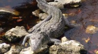 Se realizó la liberación de 42 crías de cocodrilo de pantano, en la Reserva de la Biosfera Los Tuxtlas, en el estado de Veracruz con el fin de contribuir a la […]