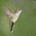 Los troquilinos son una subfamilia de aves apodiformes de la familia trochilidae, conocidas como colibríes. Son los pájaros más pequeños del mundo; en nuestro país, existen 24 variedades distribuidas en […]