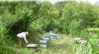 Productores de miel de la localidad de San Miguel del Ejido Ayotitlán, asentada en los polígonos de la Reserva de la Biosfera Sierra de Manantlán, Jalisco, podrían comercializar su producto, […]