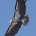 El Cóndor de California es un ave típica de Norteamérica. Se alimenta de carroña, es de dimensiones grandes. Las alas logran una extensión de tres metros. El peso promedio alcanza […]