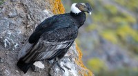 Cóndor andino Vultur gryphus Orden: Falconiformes Familia Cathartidae Es un ave carroñera grande que llega a medir de 100 a 145 centímetros de longitud. Los machos tienen plumaje negroconla superficie […]