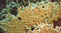 Son ramificados cilíndricos que forman colonias de hasta 3 m de altura. Presentan coralites de 1 mm de diámetro. La pared es porosa, color café-amarillo claro. Se alimentan de zooplancton. […]