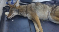 La Procuraduría Federal de Protección al Ambiente (PROFEPA) informó que rescató un ejemplar de Coyote en la ciudad de Saltillo, Coahuila, el cual presentaba una severa intoxicación y deshidratación. Dicha […]