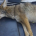 La Procuraduría Federal de Protección al Ambiente (PROFEPA) informó que rescató un ejemplar de Coyote en la ciudad de Saltillo, Coahuila, el cual presentaba una severa intoxicación y deshidratación. Dicha […]