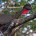 Pava cojolita Penelope purpurascens Es un ave con una longitud total de 76 a 90 centímetros. Recuerda vagamente a una gallina de cola larga; el color del plumaje es pardo […]