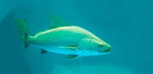 Earth Ocean Farms (EOF), líder en acuacultura regenerativa en México y a nivel global, presentó Santomar: empresa que representa el nuevo estándar en la industria de pescados y mariscos con […]