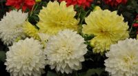  Las flores de dalia han conquistado al mundo por su belleza y por su diversidad en forma y colores; desde tiempos prehispánicos fueron utilizadas para adornar templos y casas durante […]