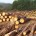 La organización Rainforest Alliance dio a conocer que el periodo 2000-2012, se ha presentado una gran expansión de la agricultura y de las plantaciones comerciales de madera destruyeron más de […]