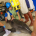 Tras varios meses de rehabilitación un delfín de dientes filosos, que fue encontrado varado a la orilla de la playa de Clearwater, Florida, Estados Unidos se está reinsertando en su […]