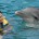 Los delfinarios fijos establecidos en México dieron a conocer su compromiso de apoyar a la Procuraduría Federal de Protección al Ambiente (PROFEPA) y a Convivencia Marina S.A. de C.V., a […]