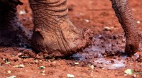 De acuerdo con un nuevo informe titulado «Los elefantes en el polvo – La crisis del elefante africano», en donde se menciona que la pérdida de hábitat y caceria furtiva amenazan […]