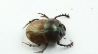 Los escarabajos coprófagos, llamados también estercoleros, son insectos coleópteros que tienen una importancia vital en la sustentabilidad de los pastizales y el equilibrio ecológico de los sistemas agropecuarios, pues su […]