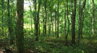 Durante un foro de análisis del presupuesto ambiental, diversas organizaciones ambientalistas pidieron que los dineros enfocados al sector forestal debe cambiar su perspectiva de uso y enfocarse al manejo forestal […]