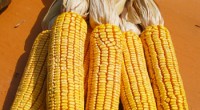   El maíz, el cultivo más emblemático de México y símbolo del llamado “hombre de maíz” que es fomentado por diversas organizaciones civiles y gubernamentales se busca difundir más sobre […]