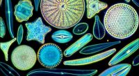 Durante el 2016 se registró una disminución de 30 por ciento de seres vivos de origen vegetal que viven dispersos en el agua (fitoplancton) en la zona del Golfo de […]