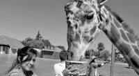 En la zona de Valsequillo, en el estado de Puebla, se ubica el parque natural de conservación y exhibición de animales, Africam Safari, que en la actualidad supera los 3 […]