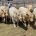 La Secretaría de Agricultura, Ganadería, Desarrollo Rural, Pesca y Alimentación (SAGARPA), informó que mantiene su apoyo a los pequeños y medianos productores de ganado bovino de registro de todo el […]