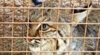 La Procuraduría Federal de Protección al Ambiente (PROFEPA) recibió a un ejemplar de Halcón cola roja y un gato montés, en el estado de San Luis Potosí, los cuales fueron […]