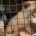 Para marcar el Día Mundial de Esterilización, un equipo de veterinarios castró o esterilizó 426 gatos en una campaña apoyada por Humane Society International México y ejecutada por las organizaciones […]