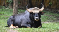 Gaur, Toro salvaje asiático Bos gaurus Orden: Artiodactyla Familia: Bovidae El gaur es uno de los mayores bóvidos silvestres y mide hasta 180 centímetros a la altura de los hombros, […]