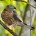 Gavilán cubano pico de gancho Chondrohierax uncinatus Orden: Falconiforme Familia: Accipitridae Es un ave que tiene una longitud total de 38 a 46 centímetros. El pico es notoriamente ganchudo (muy […]