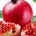 La doctora en Biología Molecular, Ruth Gabizón, en su visita a México, indicó que tras cuatro años de investigación de los beneficios antioxidantes del fruto conocido como “Granada”, explicó que […]
