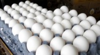 Humane Society Internacional (HSI) felicita a Le Pain Quotidien por sumarse a la lista de empresas alimentarias y hoteleras en México en adopción de una política de huevo “libre de jaula”, comprometiéndose a […]