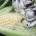 El Ustilago maydis, mejor conocido como huitlacoche, es un parásito que infecta el maíz y constituye un alimento habitual para quienes viven en el centro del país. Sin embargo, para que […]