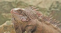 La iguana verde o teyú (iguana iguana) es un gran lagarto arbóreo de América Central y de Sudamérica. Mide hasta 2 metros de longitud de cabeza a cola y puede […]