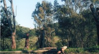 ALFREDO IBÁÑEZ Huixquilucan, Méx.- Intensa tala de árboles de más de 20 metros de altura se efectúa en el paraje La Bola en la comunidad de San Bartolomé Coatepec, en […]