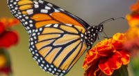 Se informó que aumentó la presencia de la mariposa Monarca en los bosques mexicanos de hibernación aumentó en un 35 por ciento en diciembre de 2021, al ocupar 2.84 hectáreas […]