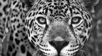 El jaguar (Felis onca) es una palabra de origen guaraní, debido a que este mamífero se extiende desde Estados Unidos hasta Argentina. Es el mayor de los felinos de América. Alcanza un […]