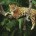 Se dio a conocer que el Jaguar, una especie clave para la conservación de la biodiversidad, es un felino que recibe especial atención para evitar su extinción de las regiones […]