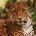  El jaguar se encuentra en peligro de desaparecer como consecuencia de la pérdida en México de más del 60% de su hábitat, alertó Diana Friedeberg, coordinadora en México de la organización […]
