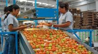 La Secretaría de Agricultura, Ganadería, Desarrollo Rural, Pesca y Alimentación (SAGARPA) informó que el jitomate (tomate fresco) es el producto agrícola de mayor exportación del país, con ingresos entre enero […]