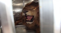 La Procuraduría Federal de Protección al Ambiente (Profepa) verificó el traslado del león africano (pantera leo) llamado “El Güero”, el cual fue llevado a los Estados Unidos para su rehabilitación […]