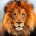 El León (Panthera leo), emblema del mundo animal, evocación de poder, valor y soberanía, en 20 años podría desaparecer de sitios como África Occidental, y cada vez habrá menos en […]